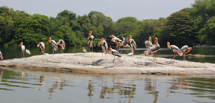 Ranganathittu Bird Sanctuary | Located at 128 kms from the city of Bengaluru