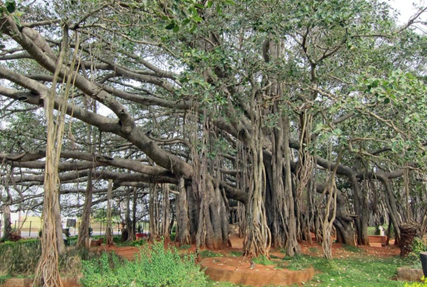 Big Banyan tree (Dodda Alada Mara) | 400-year-old banyan tree Located just 28 kms from Bengaluru