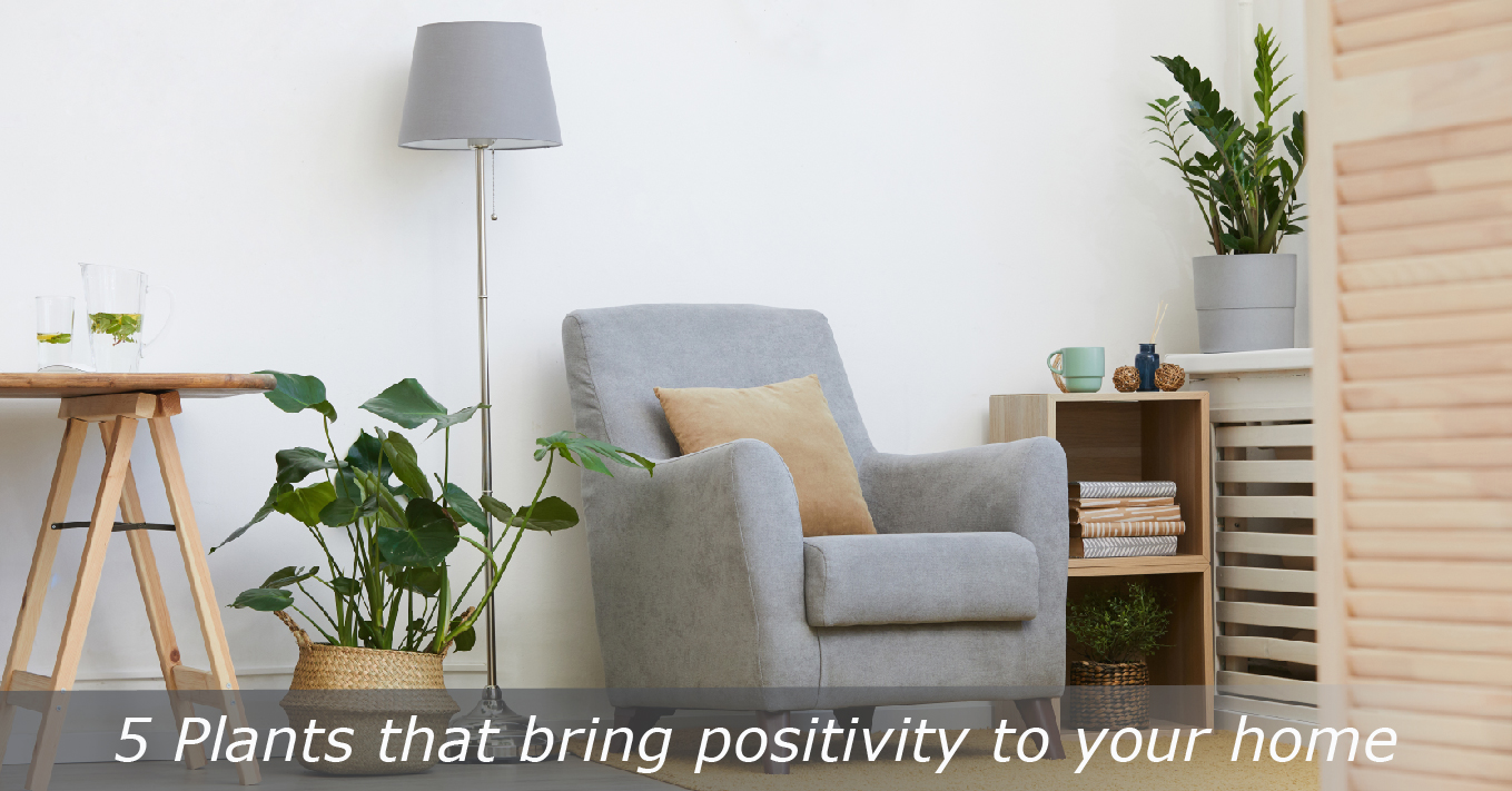 5 Plants That Bring Positivity To Your Home