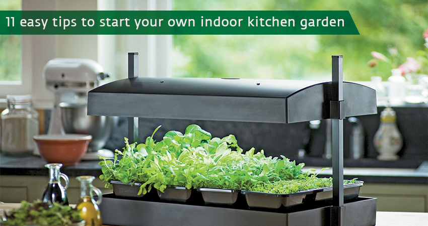 11 Easy tips to start your own indoor Kktchen garden